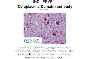 Image no. 2 for anti-Neuropeptide Y Receptor Y4 (NPY4R) (3rd Cytoplasmic Domain) antibody (ABIN1738313) (NPY4R antibody  (3rd Cytoplasmic Domain))