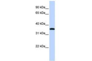 Image no. 1 for anti-Vestigial Like 3 (VGLL3) (C-Term) antibody (ABIN6741310) (VGLL3 antibody  (C-Term))