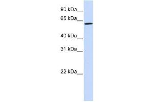 ENOX1 antibody used at 1 ug/ml to detect target protein. (ENOX1 antibody  (Middle Region))