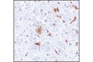 Immunohistochemistry of LFG in mouse brain tissue with this product at 5 μg/ml. (FAIM2 antibody  (N-Term))