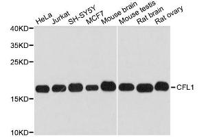 Western blot analysis of extracts of various cell lines, using CFL1 antibody. (Cofilin antibody  (AA 1-100))
