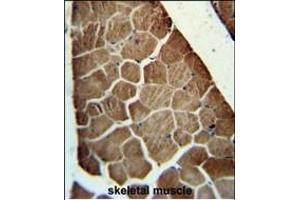 ADSSL1 antibody (N-term) (ABIN652054 and ABIN2840523) immunohistochemistry analysis in formalin fixed and paraffin embedded human skeletal muscle followed by peroxidase conjugation of the secondary antibody and DAB staining. (ADSSL1 antibody  (N-Term))