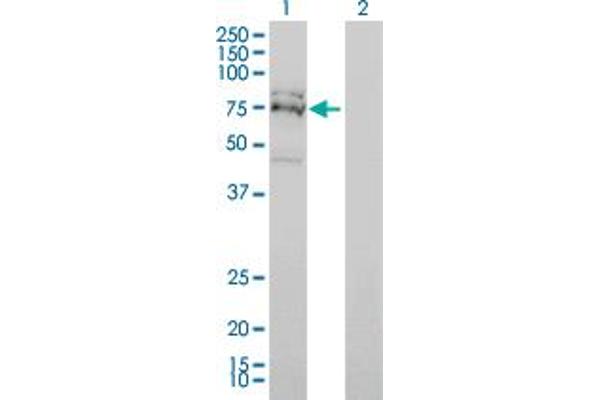 FXR1 antibody  (AA 121-220)