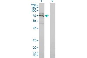Western Blot analysis of FXR1 expression in transfected 293T cell line by FXR1 monoclonal antibody (M01), clone 2G11. (FXR1 antibody  (AA 121-220))