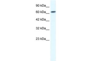 Western Blotting (WB) image for anti-gamma-aminobutyric Acid (GABA) A Receptor, beta 2 (GABRB2) antibody (ABIN2461130) (GABRB2 antibody)