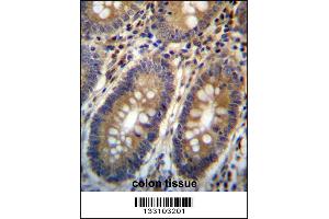 ASMTL Antibody immunohistochemistry analysis in formalin fixed and paraffin embedded human colon tissue followed by peroxidase conjugation of the secondary antibody and DAB staining. (ASMTL antibody  (AA 231-259))
