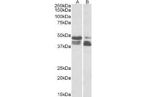 ABIN5539658 (0. (PLIN3 antibody  (AA 154-167))
