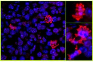Immunofluorescence (IF) image for anti-Histone H3 (H3) (C-Term) antibody (ABIN7448974) (Histone 3 antibody  (C-Term))