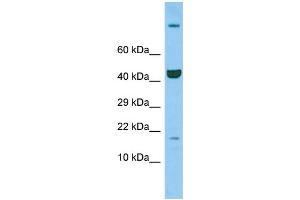 Host: Rabbit Target Name: Ppil3 Sample Type: Rat Thymus lysates Antibody Dilution: 1. (PPIL3 antibody  (C-Term))