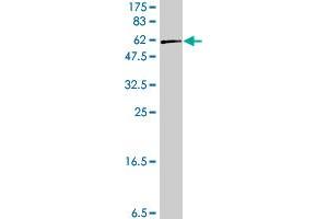 RCN1 antibody  (AA 31-331)