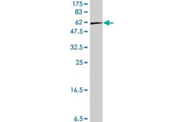 RCN1 antibody  (AA 31-331)