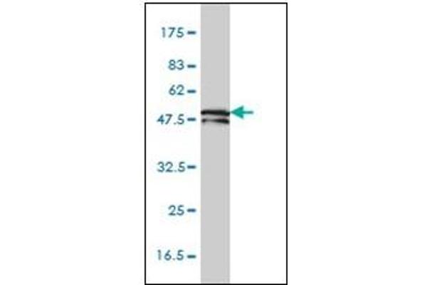 KRT81 antibody  (AA 1-203)