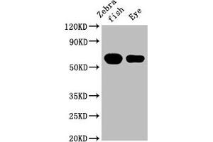 Western Blot Positive WB detected in: Zebrafish tissue, Zebrafish eye tissue All lanes: cyp26a1 at 1:2000 Secondary Goat polyclonal to rabbit IgG at 1/50000 dilution Predicted band size: 57 kDa Observed band size: 57 kDa (CYP26A1 antibody  (AA 244-371))