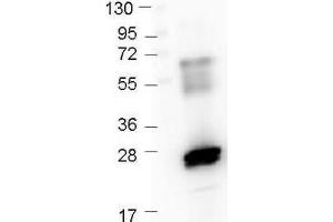 Western Blot of Rabbit anti-GST antibody. (GST antibody  (DyLight 405))