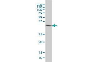 HTRA2 monoclonal antibody (M04), clone 6H8 Western Blot analysis of HTRA2 expression in HeLa . (HTRA2 antibody  (AA 359-458))