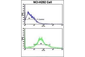 Flow cytometric analysis of NCI- cells using ALDH3A1 Antibody (N-term)(bottom histogram) compared to a negative control cell (top histogram). (ALDH3A1 antibody  (N-Term))