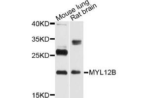 Western blot analysis of extract of mouse lung and rat brain cells, using MYL12B antibody. (MYL12B antibody)