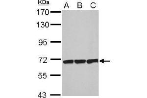WB Image Sample (30 ug of whole cell lysate) A: NIH-3T3 B: JC C: BCL-1 7. (Plastin 3 antibody)