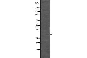 Western blot analysis of Phospho-Histone H1. (HIST1H1E antibody  (pThr18))