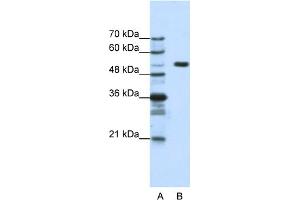 WB Suggested Anti-HCFC1 Antibody Titration:  1. (HCFC1 antibody  (N-Term))