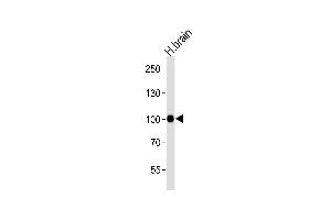 Western blot analysis of lysate from human brain tissue lysate, using CDH13 Antibody at 1:1000 at each lane. (Cadherin 13 antibody  (C-Term))