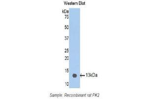 Western Blotting (WB) image for anti-Prokineticin 2 (PROK2) (AA 29-107) antibody (ABIN1172319) (PROK2 antibody  (AA 29-107))