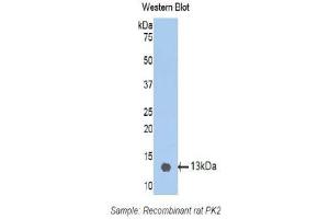 Western Blotting (WB) image for anti-Prokineticin 2 (PROK2) (AA 29-107) antibody (ABIN1172319)