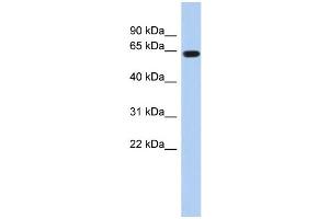 WB Suggested Anti-RUNX1 Antibody Titration:  0. (RUNX1 antibody  (Middle Region))