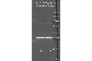 Goat anti N-acylmanosamino-1-Dehydrogenase antibody  was used to detect purified N-acylmanosamino-1-Dehydrogenase under reducing (R) and non-reducing (NR) conditions. (WECC antibody  (HRP))