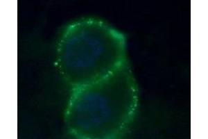 Expression of Zinc-activated channel in human PANC-1 cells - Cell surface detection of Zinc-activated channel in human intact living pancreatic adenocarcinoma (PANC-1) cells. (ZACN antibody  (Extracellular))