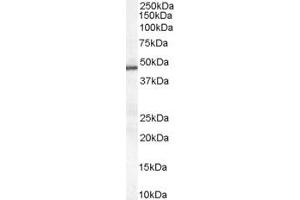 ABIN185384 (0. (PAI1 antibody  (Internal Region))