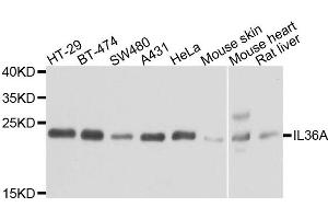Western blot analysis of extracts of various cells, using IL36A antibody.