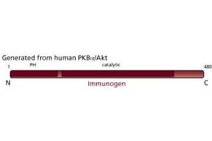 Image no. 4 for anti-V-Akt Murine Thymoma Viral Oncogene Homolog 1 (AKT1) antibody (ABIN968218) (AKT1 antibody)