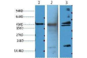 Western Blotting (WB) image for anti-Aquaporin 4 (AQP4) antibody (ABIN3181132)