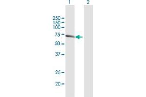 Western Blot analysis of PACSIN2 expression in transfected 293T cell line by PACSIN2 MaxPab polyclonal antibody. (PACSIN2 antibody  (AA 1-486))