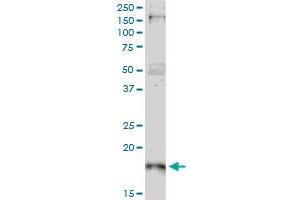 p21 antibody  (AA 65-164)