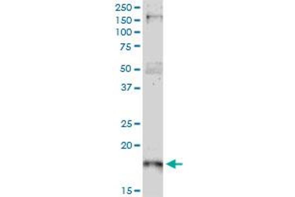 p21 antibody  (AA 65-164)