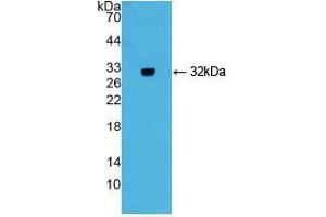 Western blot analysis of recombinant Mouse GIF. (Intrinsic Factor antibody  (AA 31-288))