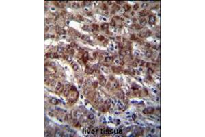 DARS Antibody immunohistochemistry analysis in formalin fixed and paraffin embedded human liver tissue followed by peroxidase conjugation of the secondary antibody and DAB staining. (DARS antibody  (N-Term))