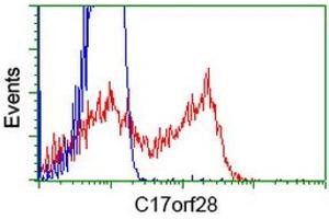 HEK293T cells transfected with either RC206740 overexpress plasmid (Red) or empty vector control plasmid (Blue) were immunostained by anti-C17orf28 antibody (ABIN2452858), and then analyzed by flow cytometry.