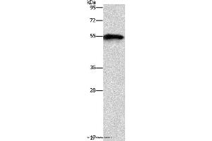 Western blot analysis of Mouse heart tissue, using CDK19 Polyclonal Antibody at dilution of 1:1000 (CDK19 antibody)