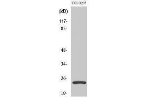 Western Blotting (WB) image for anti-Lysophospholipase I (LYPLA1) (Internal Region) antibody (ABIN3185427) (LYPLA1 antibody  (Internal Region))
