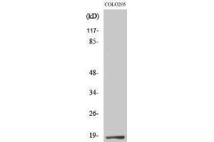 Western Blotting (WB) image for anti-Transcription Elongation Factor A (SII)-Like 1 (TCEAL1) (Internal Region) antibody (ABIN3180357) (TCEAL1 antibody  (Internal Region))