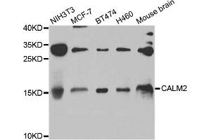 Western blot analysis of extracts of various cell lines, using CALM2 antibody. (SNAP91 antibody)