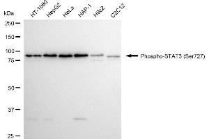 Western blotting analysis using phospho-STAT3 (Ser727) antibody (ABIN7800345).