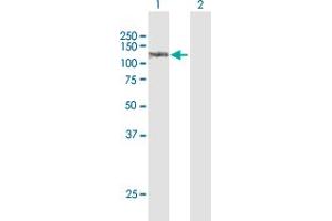Western Blot analysis of SULF1 expression in transfected 293T cell line by SULF1 MaxPab polyclonal antibody. (SULF1 antibody  (AA 1-871))