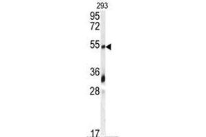 Image no. 1 for anti-Growth Differentiation Factor 10 (GDF10) (N-Term) antibody (ABIN357454) (GDF10 antibody  (N-Term))