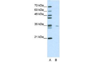 WB Suggested Anti-MDS032  Antibody Titration: 0. (Use1 antibody  (N-Term))