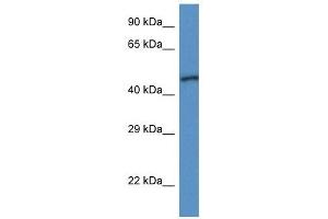 Western Blot showing UQCRC1 antibody used at a concentration of 1 ug/ml against Fetal Heart Lysate (UQCRC1 antibody  (N-Term))