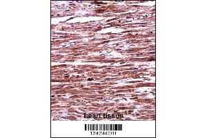 RNF19A Antibody immunohistochemistry analysis in formalin fixed and paraffin embedded human heart tissue followed by peroxidase conjugation of the secondary antibody and DAB staining. (RNF19A antibody  (AA 384-413))